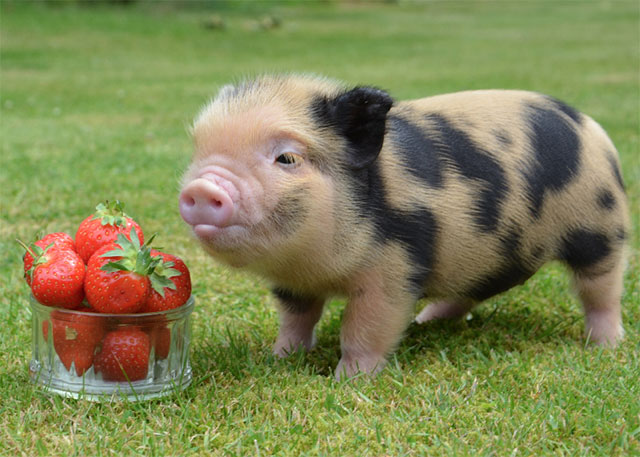 pig-strawberries